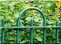 Fence, Botanic Gardens, Belfast