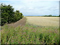 Ripening wheat