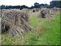 Corn Stooks near Bottlesford