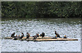 A raft of cormorants