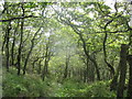 Woodland Path above Pentre Newydd