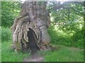 SK3622 : Ancient oak in Calke Park by Trevor Rickard