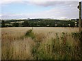 Footpath near Meltonby