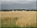 Wheat field, Scone