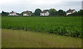 Field and distant cottages