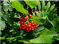 Ripening rowan berries