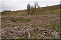 Cleared woodland, Auchinleish, Glen Isla