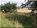 Beehives at Bide-a-Wee Cottage Gardens