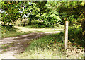 SZ3496 : Footpath South of Shotts Copse by Pierre Terre