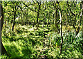 SZ3595 : Wet Woodland, Pylewell by Pierre Terre