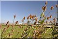 Teasels