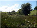 Wetland near Brynllwyd