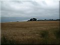 Wheatfield near Llanfair Kilgeddin