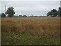 SO3409 : Llanvihangel Gobion: crop field by Keith Salvesen