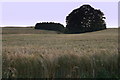 Wheatfield, Mause, north of Blairgowrie