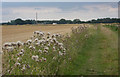 Grassy path across open fields