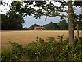 Field and cottage