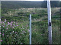 Public footpath to Badger Edge