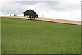 Lone tree, Little Kilry