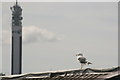 Seagull & BT Tower