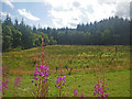 Rough meadow with native and plantation woodlands beyond