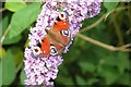 Peacock on a buddleia