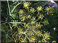 Hoverflies feasting on fennel