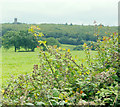 2009 : Bramble in a hedgerow