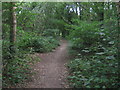 Path through Pimms Wood