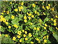 Marsh marigolds near Wearhead