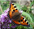 Small tortoiseshell butterfly on a buddleia flower