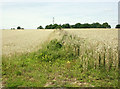 2009 : Between two fields near Down Farm