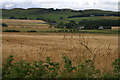 Fields at Meikle Kenny, between Kirkton of Kingoldrum and Lintrathen