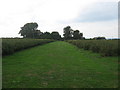 A footpath through an Orchard