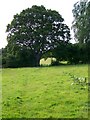 Footpath, Ashton Common