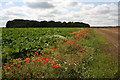 Field boundary near Feltwell