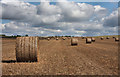 Harvested wheat field