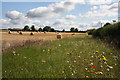 Field boundary near Hockwold