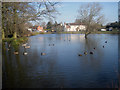 Ducks on the Swan Pool - 2