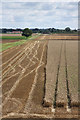 Partly harvested field