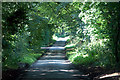 Tree lined lane