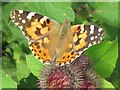SP9113 : Painted Lady Butterfly on Burdock, near Wilstone Reservoir by Chris Reynolds