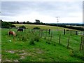 Pony Paddocks near Lytchett Matravers