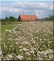 Fine crop of thistles