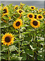 SE8910 : Scunflowers, Sunthorpe by Paul Harrop