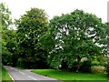 Bloxworth estate Oak tree.