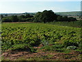 SX9099 : Field near Nettacott, Raddon Hills in the background by Rob Purvis