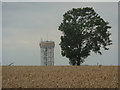 Wheat field with tree