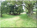 Trees just off the  footpath to the former St Mary