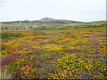 SH2180 : Colourful heathland vegetation of The Range with Mynydd Twr in the background by Eric Jones
